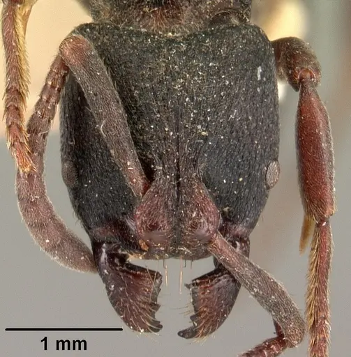 Bothroponera cambouei specimen CASENT0101404 image casent0101404_2