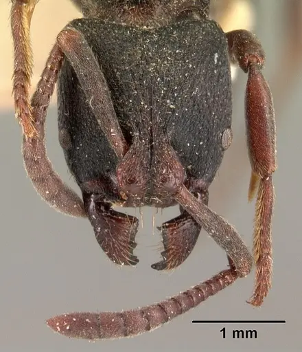 Bothroponera cambouei specimen CASENT0101404 image casent0101404_3