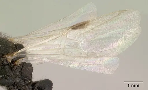 Bothroponera cambouei specimen CASENT0138424 image casent0138424_5