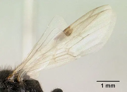 Bothroponera cambouei specimen CASENT0138650 image casent0138650_4