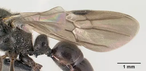 Bothroponera cambouei specimen CASENT0143642 image casent0143642_4