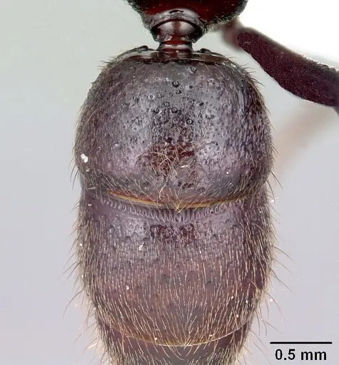 Bothroponera cambouei specimen CASENT0410131 image casent0410131_2