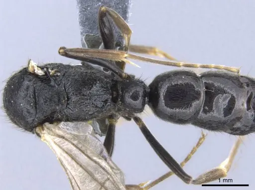 Bothroponera cambouei specimen CASENT0740619 image casent0740619_1