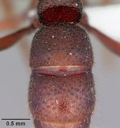 Bothroponera cambouei specimen HJR102(39)-4 image hjr102(39)-4_2