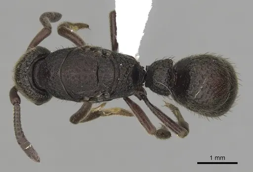 Bothroponera cariosa specimen CASENT0317051 image casent0317051_1