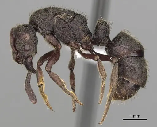 Bothroponera cariosa specimen CASENT0317051 image casent0317051_3