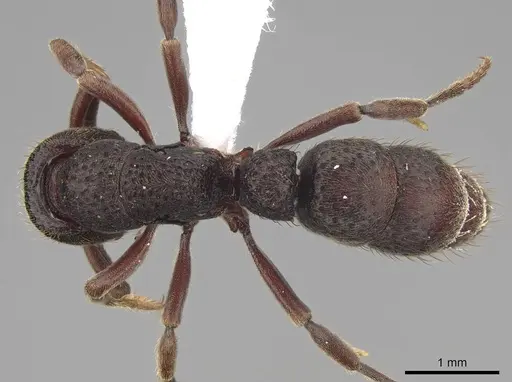 Bothroponera cariosa specimen CASENT0923154 image casent0923154_1