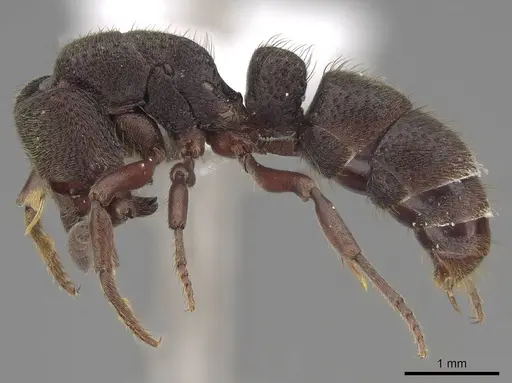 Bothroponera cariosa specimen CASENT0923154 image casent0923154_3