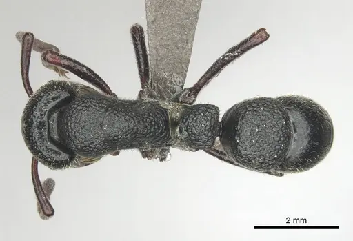 Bothroponera cavernosa specimen CASENT0251953 image casent0251953_1