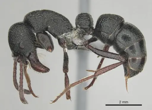 Bothroponera cavernosa specimen CASENT0251953 image casent0251953_4
