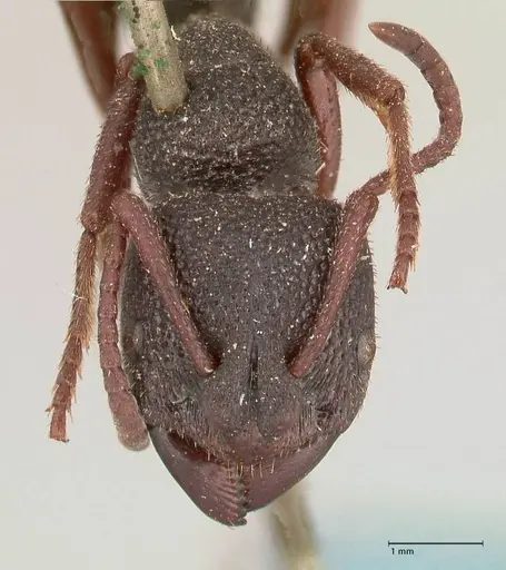 Bothroponera cavernosa specimen FOCOL0955 image focol0955_2