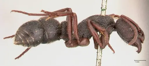 Bothroponera cavernosa specimen FOCOL0955 image focol0955_4