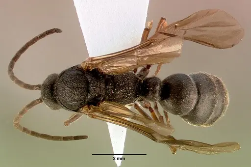 Bothroponera cavernosa specimen SAM-HYM-C008788A image sam-hym-c008788a_1