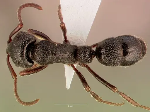 Bothroponera cavernosa specimen SAM-HYM-C008788B image sam-hym-c008788b_1