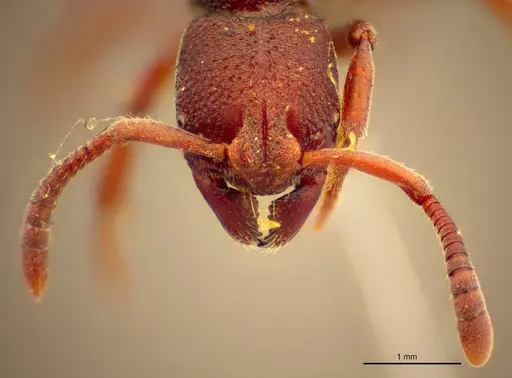 Bothroponera cavernosa specimen ZMUC00514656 image zmuc00514656_2