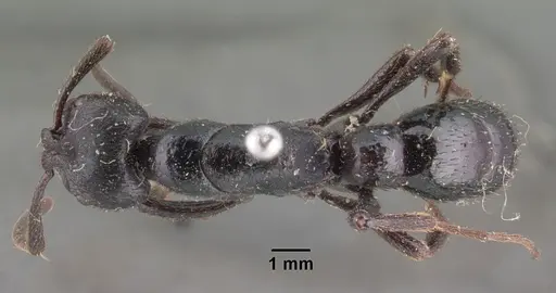 Bothroponera comorensis specimen CASENT0101553 image casent0101553_1