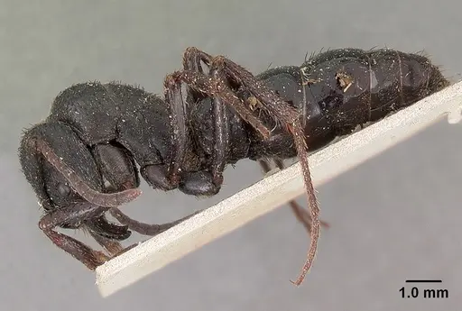 Bothroponera comorensis specimen CASENT0102011 image casent0102011_4