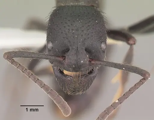 Bothroponera comorensis specimen CASENT0102408 image casent0102408_2
