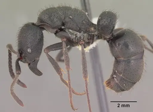 Bothroponera comorensis specimen CASENT0102408 image casent0102408_3