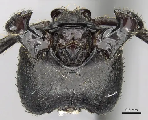 Bothroponera comorensis specimen CASENT0317520 image casent0317520_1