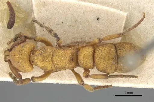 Bothroponera cribrata specimen CASENT0922361 image casent0922361_1