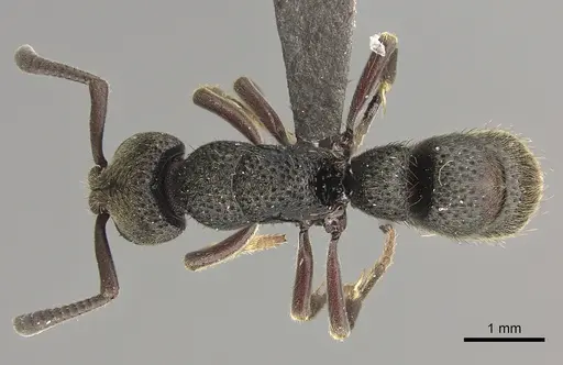 Bothroponera fugax specimen CASENT0235597 image casent0235597_1