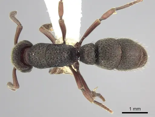 Bothroponera fugax specimen CASENT0249200 image casent0249200_1
