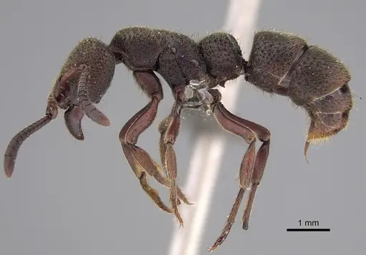 Bothroponera fugax specimen CASENT0250518 image casent0250518_1