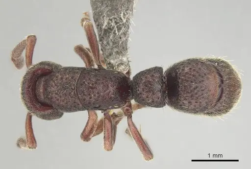 Bothroponera fugax specimen CASENT0813001 image casent0813001_1