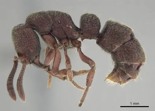 Bothroponera fugax specimen CASENT0813001 image casent0813001_4