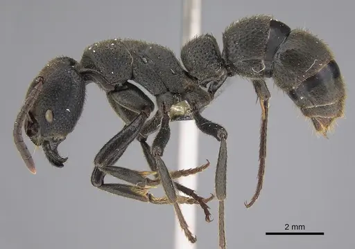 Bothroponera granosa specimen CASENT0250375 image casent0250375_3