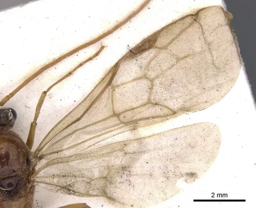Bothroponera granosa specimen CASENT0902472 image casent0902472_5