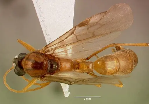 Bothroponera granosa specimen SAM-HYM-C007227A image sam-hym-c007227a_1