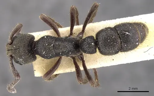 Bothroponera henryi specimen CASENT0902482 image casent0902482_1