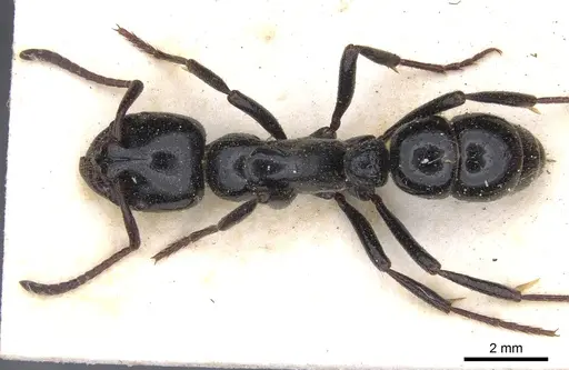 Bothroponera laevissima specimen CASENT0902471 image casent0902471_1