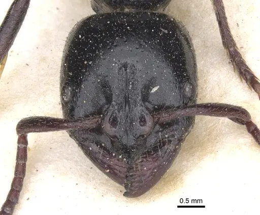 Bothroponera laevissima specimen CASENT0902471 image casent0902471_2