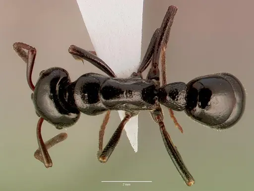 Bothroponera laevissima specimen SAM-HYM-C008789A image sam-hym-c008789a_1
