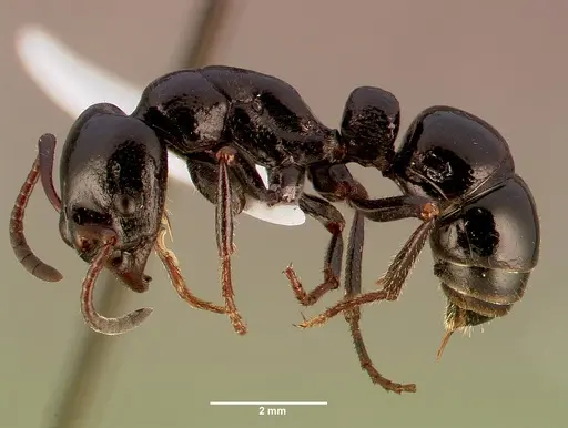 Bothroponera laevissima specimen SAM-HYM-C008789A image sam-hym-c008789a_3