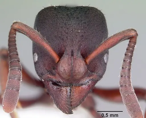 Bothroponera masoala specimen CASENT0317384 image casent0317384_2
