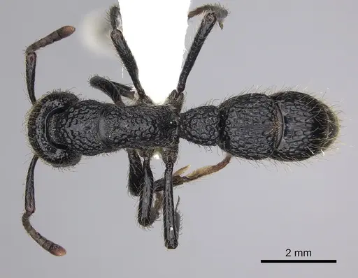 Bothroponera pumicosa specimen CASENT0249201 image casent0249201_1