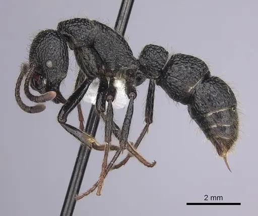 Bothroponera pumicosa specimen CASENT0249201 image casent0249201_3