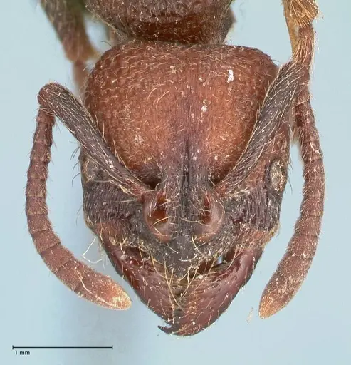Bothroponera pumicosa specimen FOCOL0954 image focol0954_2