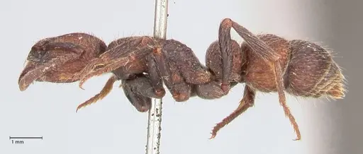Bothroponera pumicosa specimen FOCOL0954 image focol0954_3