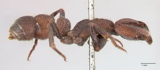 Bothroponera pumicosa specimen FOCOL0954 image focol0954_4