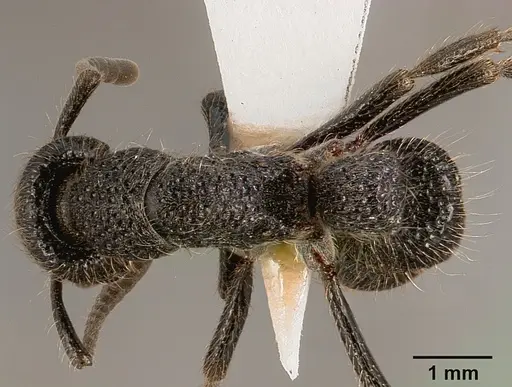 Bothroponera pumicosa specimen SAM-HYM-C000154A image sam-hym-c000154a_1