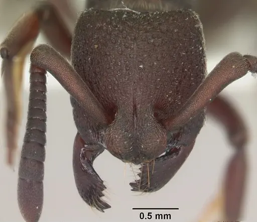 Bothroponera pumicosa specimen SAM-HYM-C009280A image sam-hym-c009280a_2