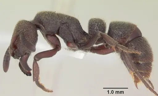 Bothroponera pumicosa specimen SAM-HYM-C009280A image sam-hym-c009280a_3