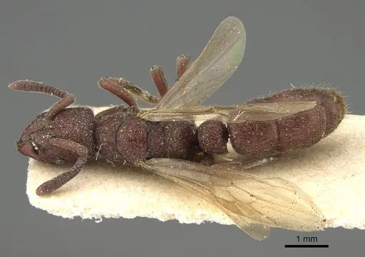 Bothroponera rubescens specimen CASENT0922369 image casent0922369_1