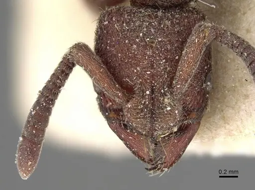 Bothroponera rubescens specimen CASENT0922369 image casent0922369_2