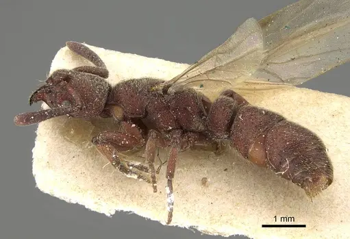 Bothroponera rubescens specimen CASENT0922369 image casent0922369_3